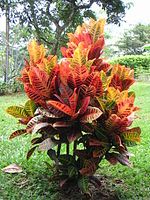 a large bush with multicolored leaves