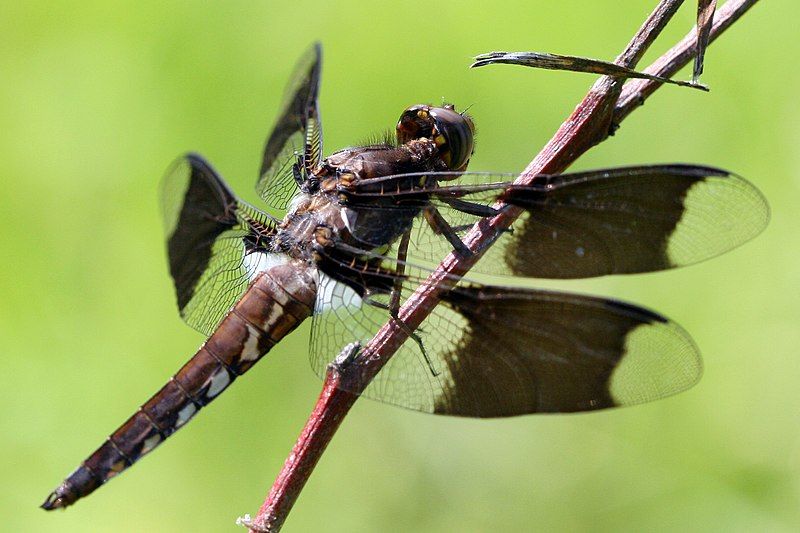 File:CommonWhitetail juvenile male.jpg