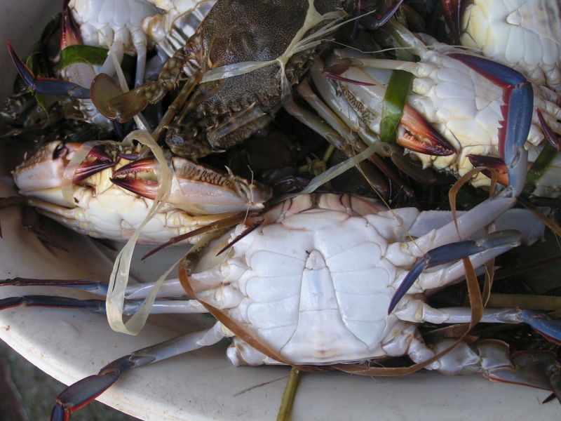 File:Crabs.jpg