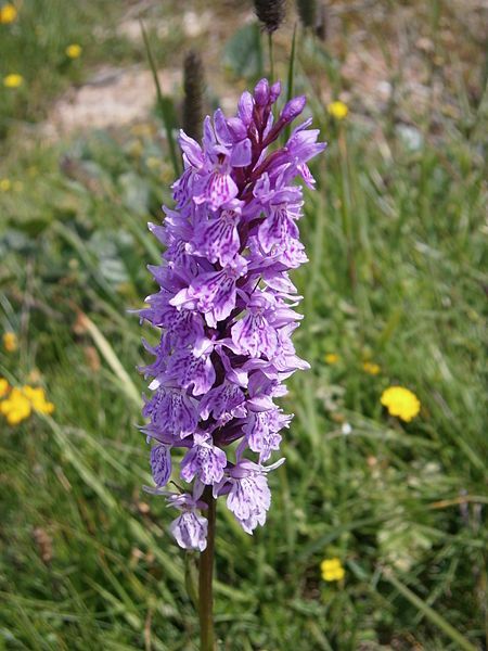 File:Dactylorhiza maculata04.jpg