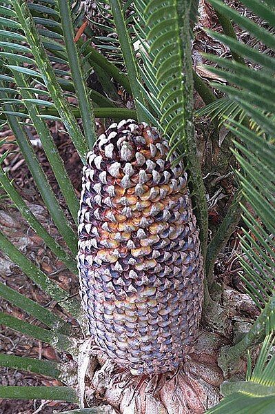 File:Dioon merolae 2.jpg