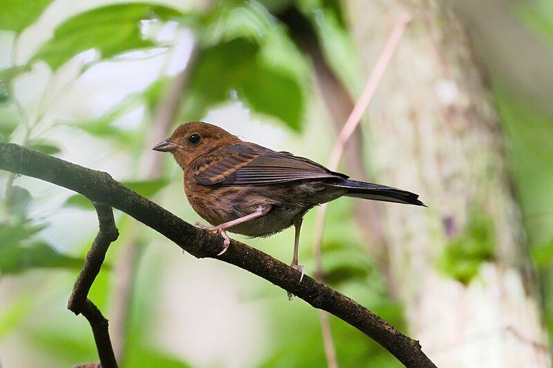 File:Emberiza siemsseni.jpg