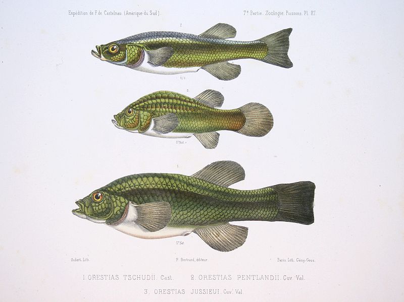 File:F de Castelnau-poissonsPl27.jpg