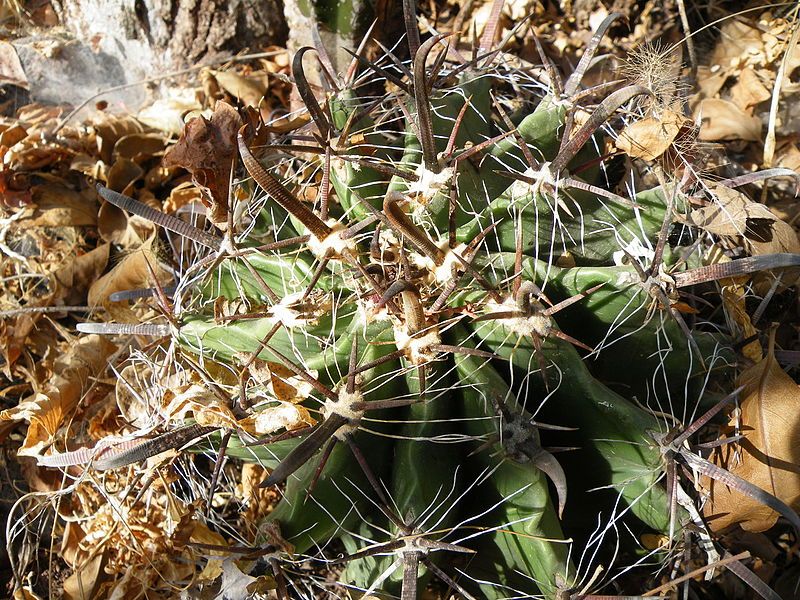 File:Ferocactus herrerae (5768647829).jpg