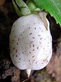 fruiting Fieldia at Mount Imlay National Park