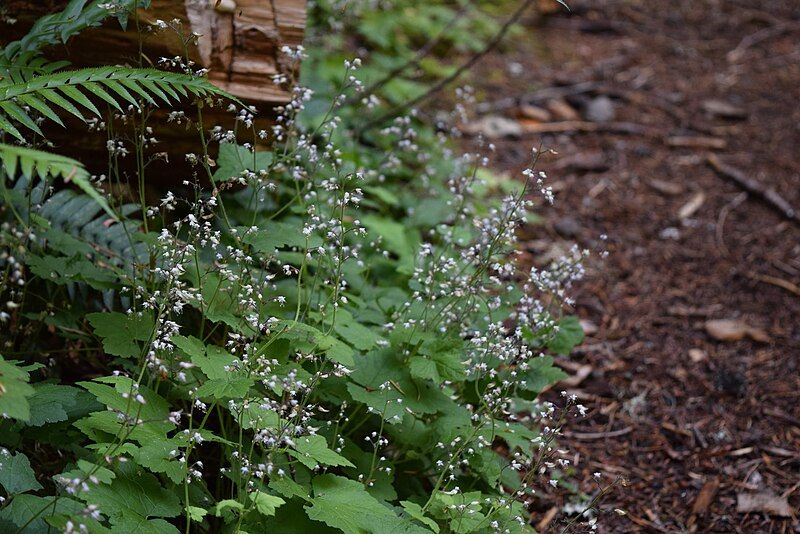 File:Foamflower (Tiarella trifoliata).jpg