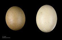 A small, near-round brown junglefowl egg (left) and a larger, paler chicken egg (right)