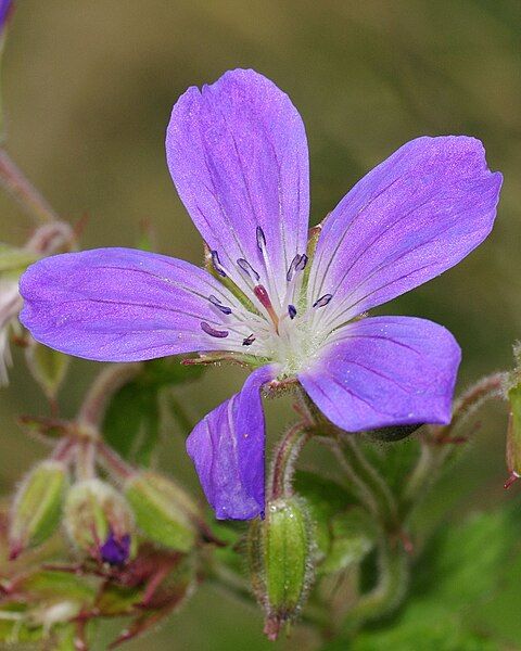 File:Geranium sylvaticum (2).JPG