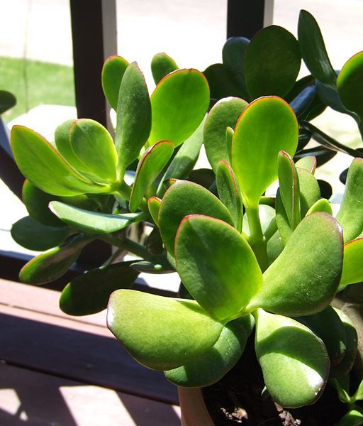 File:Giant Jade leaves3.jpg