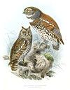 Chestnut-backed owlet (right) with an Oriental scops-owl