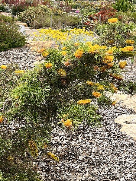 File:Grevillea spinosa habit.jpg