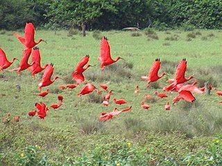 Scarlet Ibises