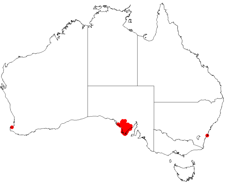 File:Hakea cyclopteraDistMap33.png