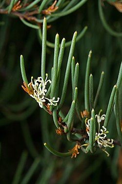 Hakea epiglottis