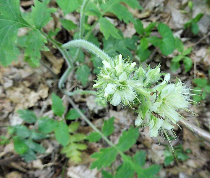 File:Hydrophyllum macrophyllum.jpg