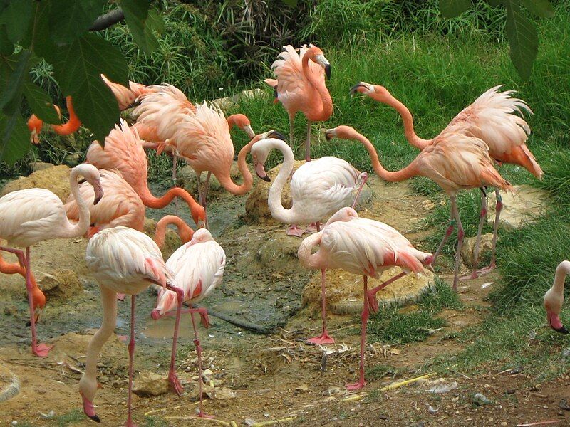 File:Jerusalem Zoo flamingos.jpg