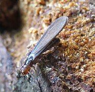 Winged adult