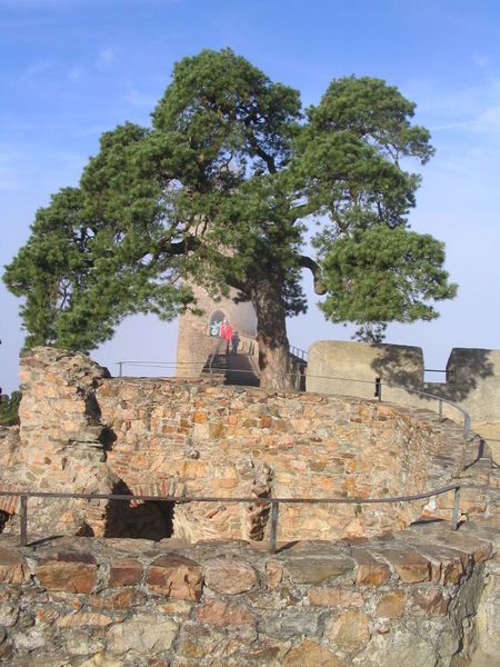 File:Kiefer auf Mauer.jpg