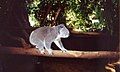 Koala walking along a branch at Lone Pine Koala Sanctuary