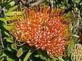 Leucospermum erubescens