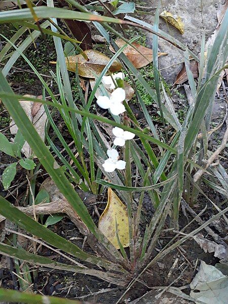 File:Libertia flaccidifolia 26138123.jpg