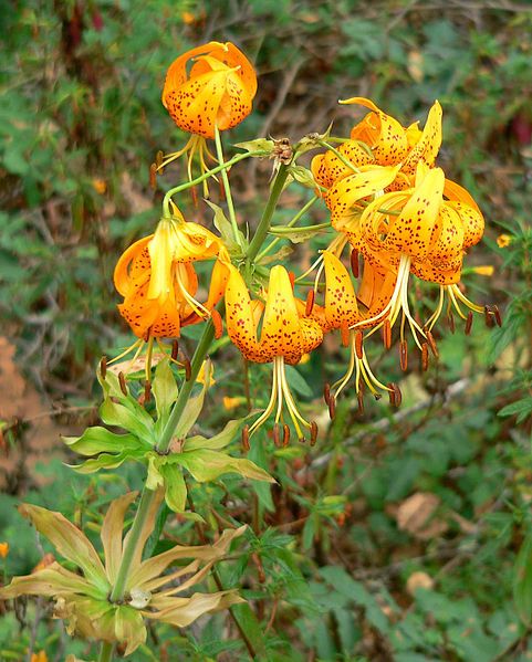 File:Lilium humboldtii 1.jpg