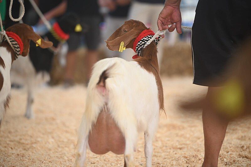 File:Maltese Goat 7.jpg