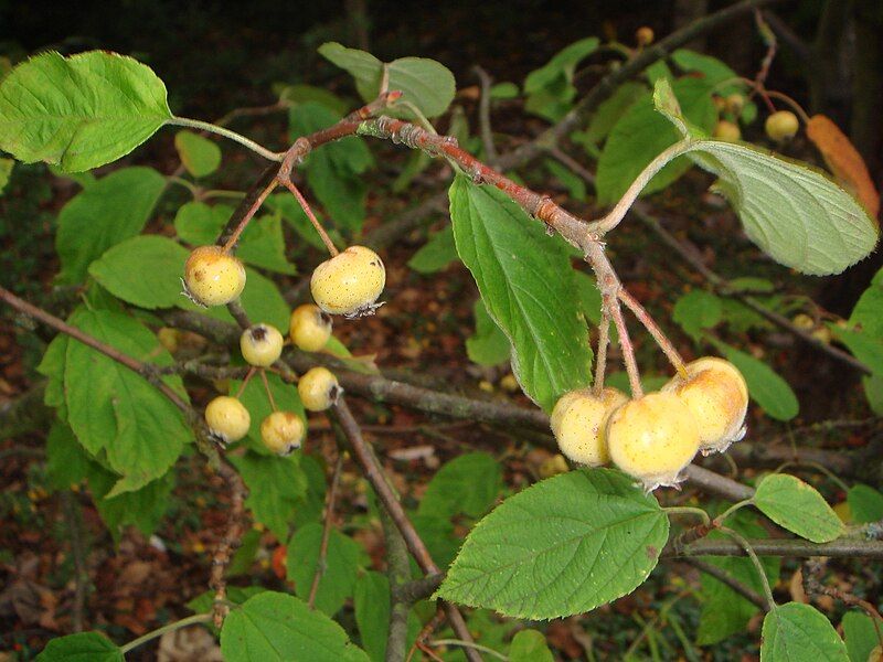 File:Malus yunnanensis.JPG