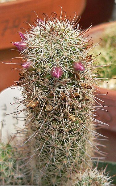 File:Mammillaria mazatlanensis 1.jpg