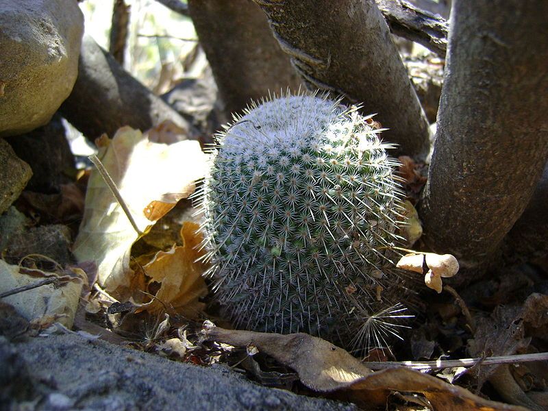 File:Mammillaria supertexta (5758997368).jpg