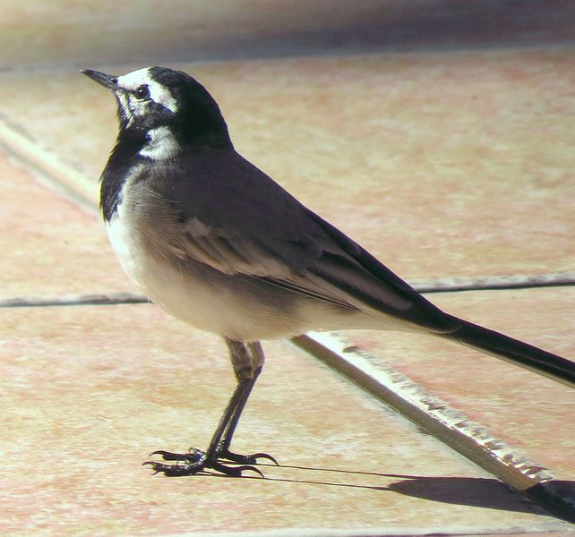 File:Moroccan Wagtail.jpg