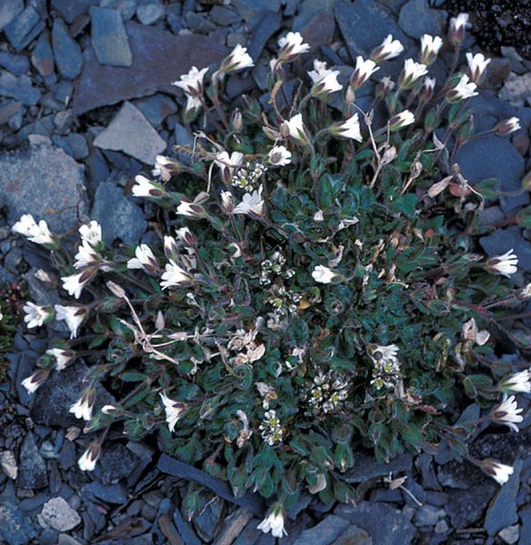 File:Mouseearchickweed.jpg