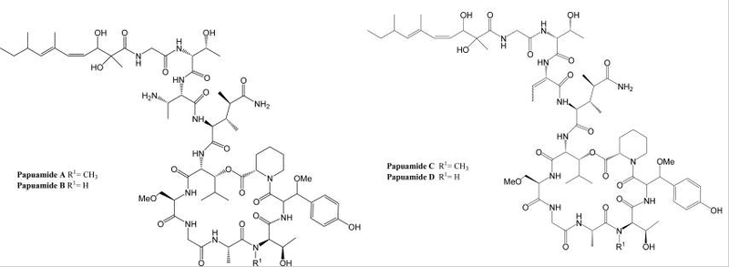 File:Papuamide.png