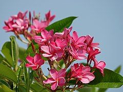 Chafara (red frangipani)