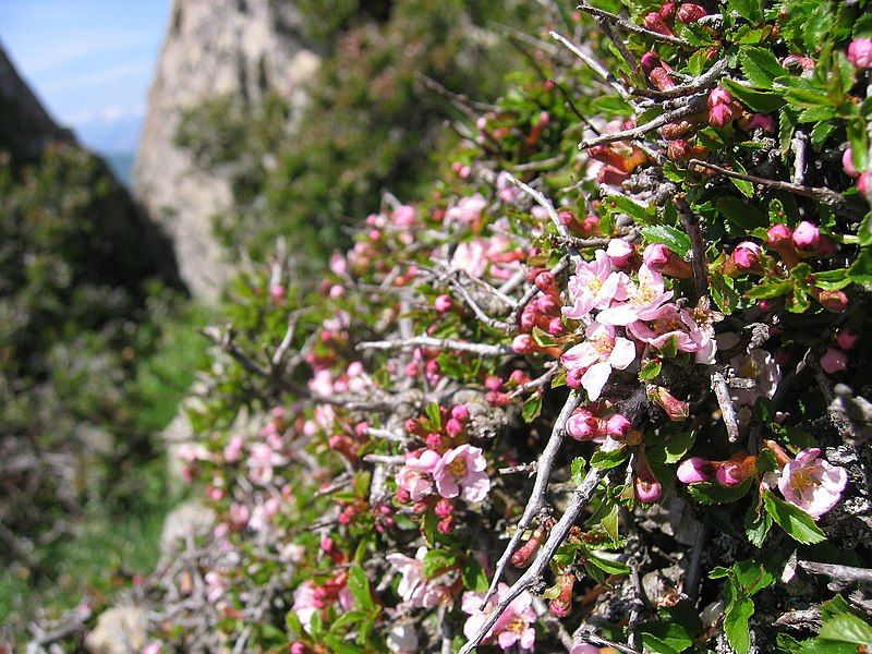 File:Prunus prostrata.jpg