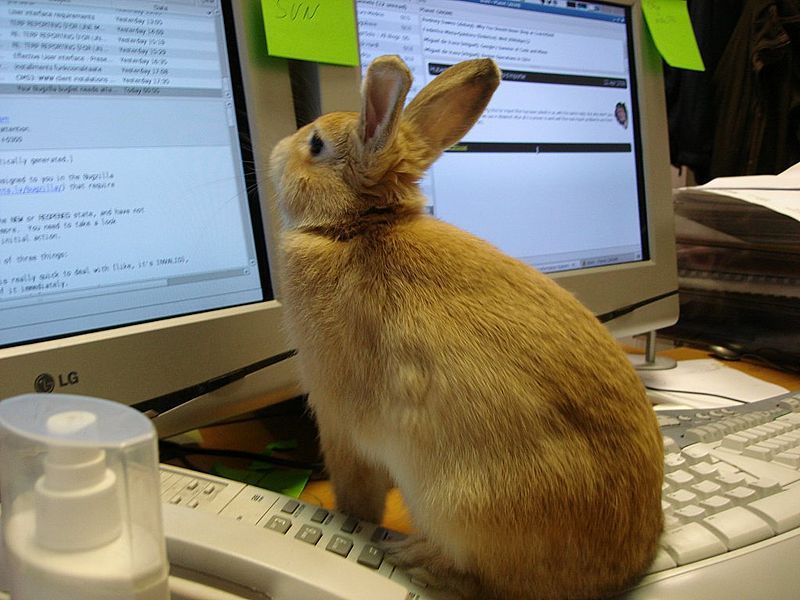 File:Rabbit reading 127809435.jpg