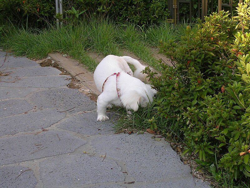 File:Random white dog.JPG