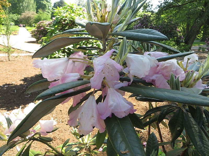 File:Rhododendron insigne 01.JPG