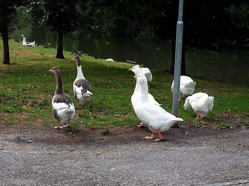 File:Roman Tufted Geese.jpg