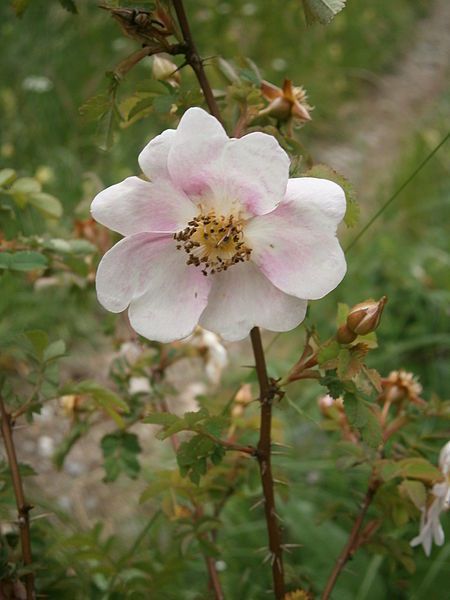 File:Rosa spinosissima 005.JPG