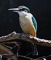 Sacred kingfisher