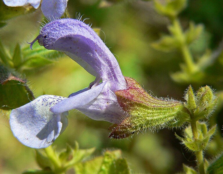 File:Salvia africana 2.jpg