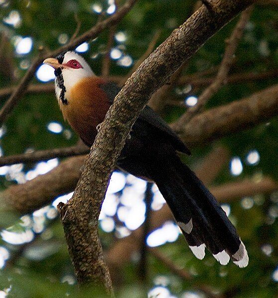 File:Scaled-feather-malkoha.jpg