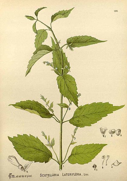 File:Scutellaria lateriflora00.jpg