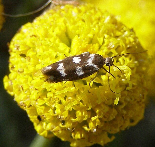 File:Scythris scopolella.jpg