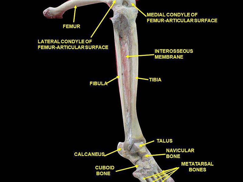 File:Slide1dede.JPG