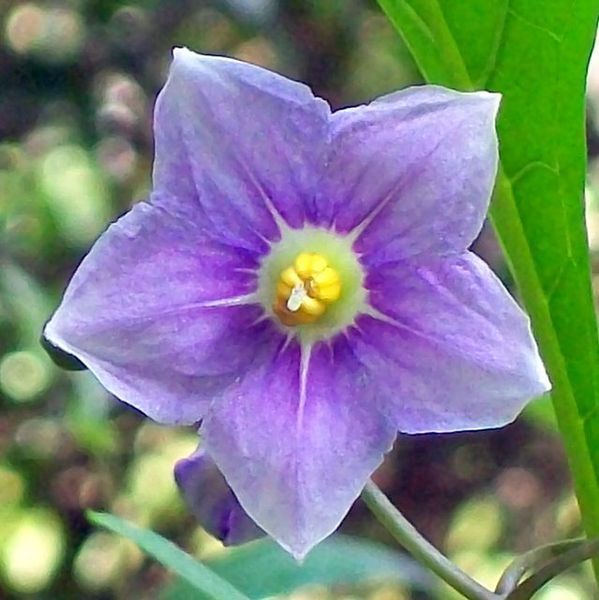 File:Solanum avicular Chatswood.jpg