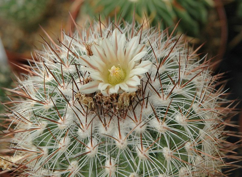 File:Stenocactus lloydii flower.jpg