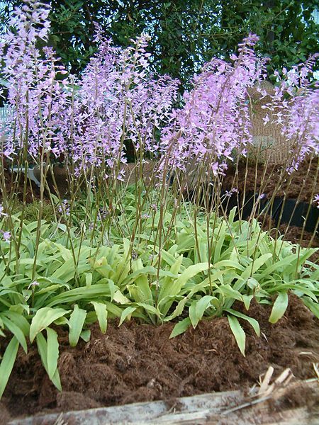 File:Stenoglottis longifolia OrchidsBln0906b.JPG