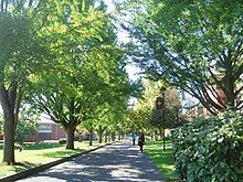 People waking on a paved road with trees lining both sides